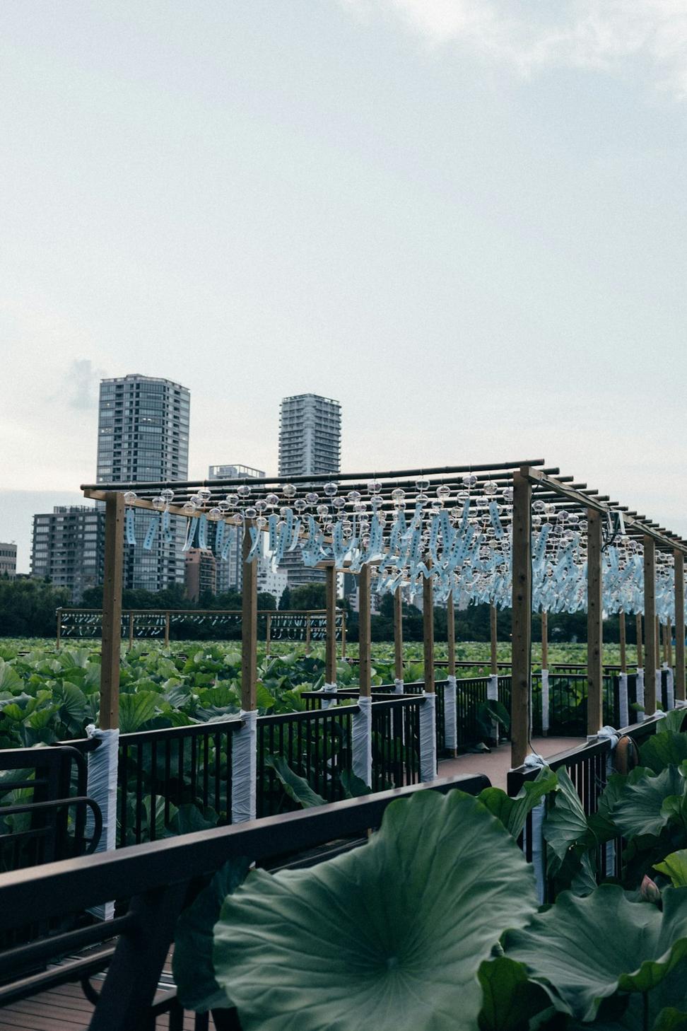 Rooftop garden